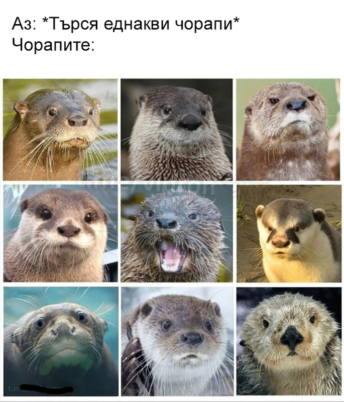 14176223