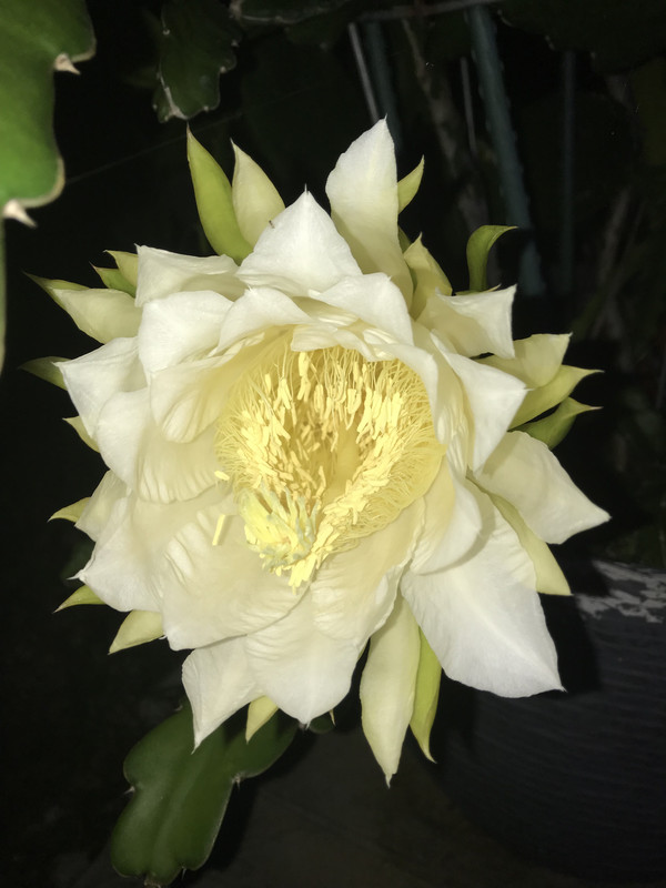 dragonflower52019