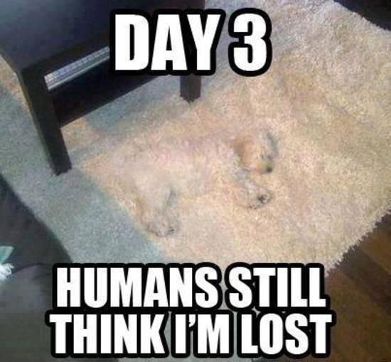 Funny-Animal-Memes-still-think-im-lost.jpg