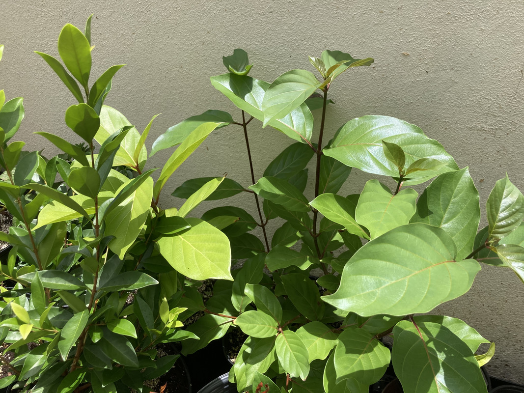 020EB61E-6199-409B-94ED-66016715D359