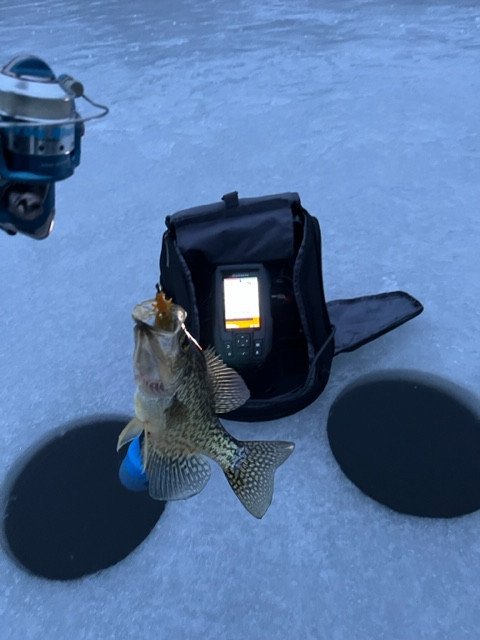 Melendy-fish4