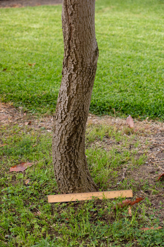 8U1A2029  Sweet Tart Mango Lower Rootstock - Measured (6-14-24)