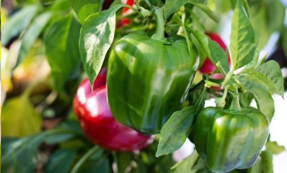 Can Rabbits Have Bell Peppers