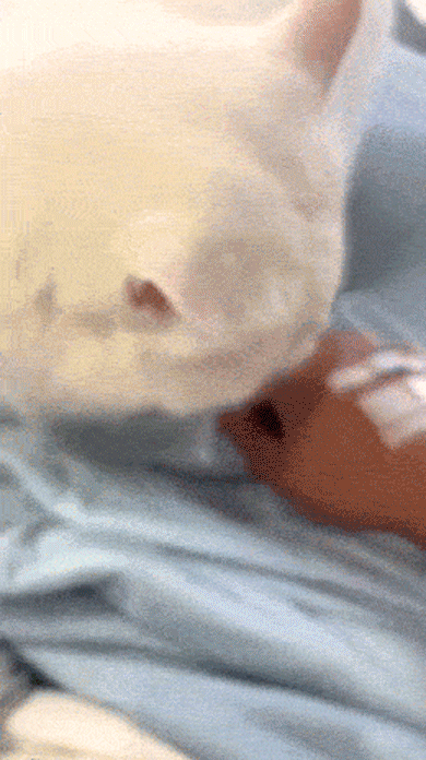 21.gif