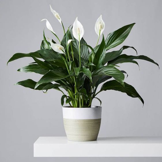 Peace lily