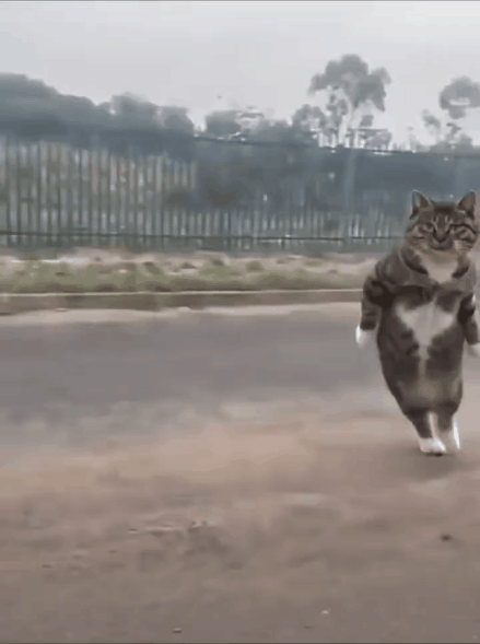 Top-cat.gif