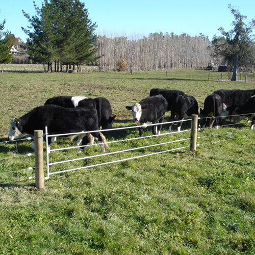 TA002-Taragate-4-strand-cattle