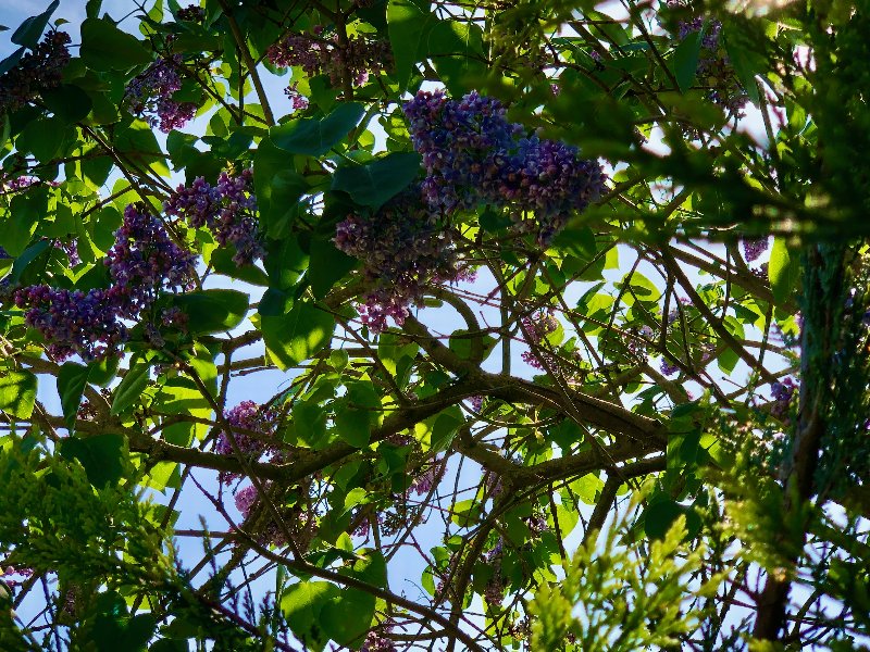 lilacs-april-2020.jpg