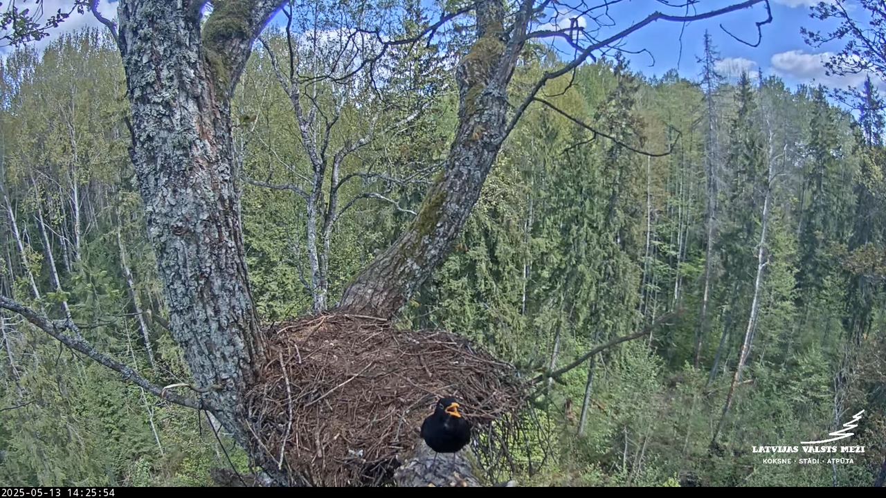 LVM mazais ērglis Lisiņa, ozols2 – Lesser Spotted Eagle 12-23-19 screenshot