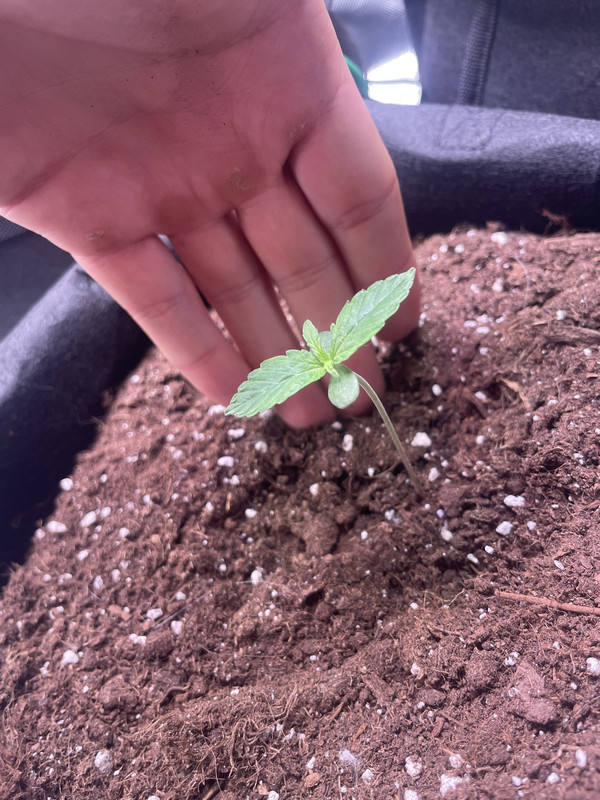 EF28A66C-2A33-4A29-B0D7-4F0215ECFA1E