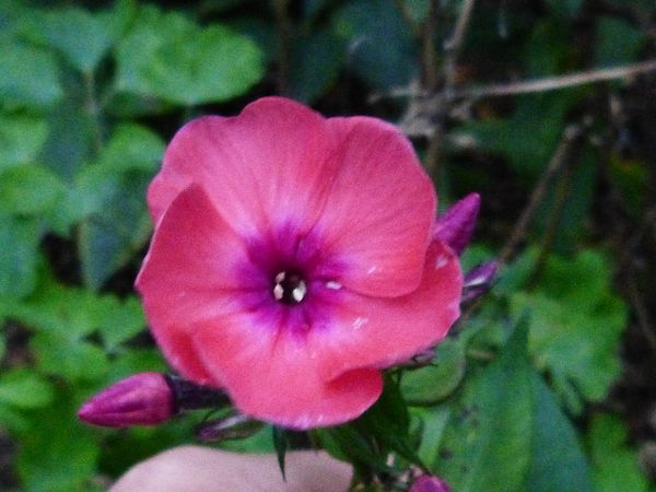 2014-09-12 Phlox Sämling