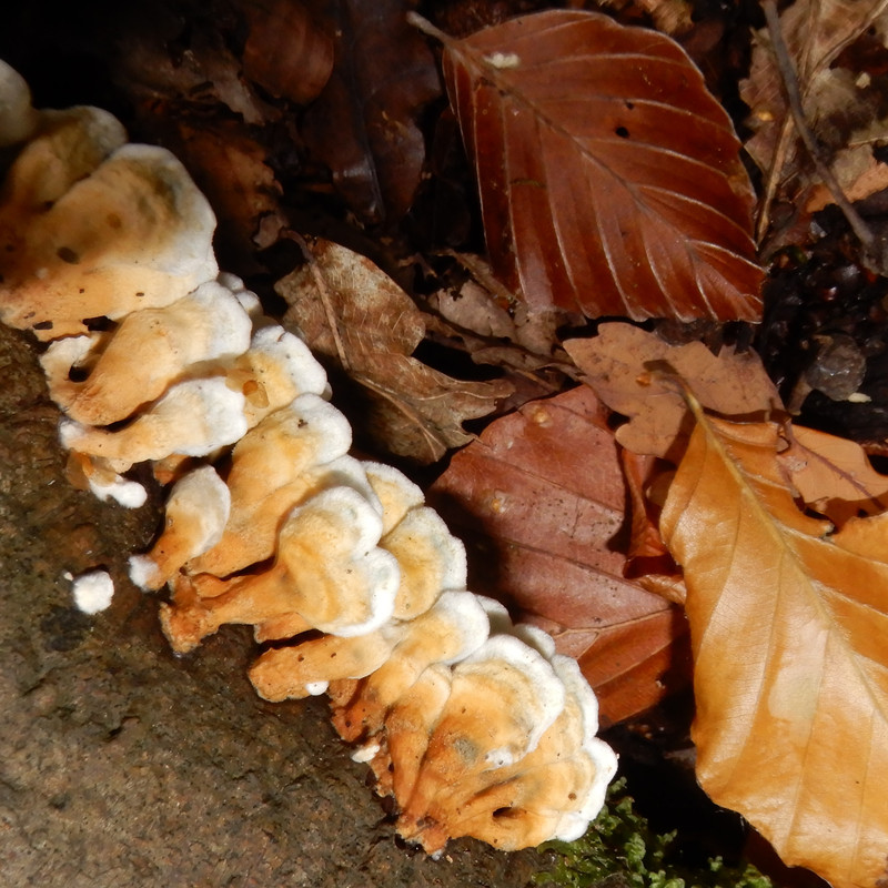 Crimped Gill Plicaturopsis crispa 2025 10 27 008