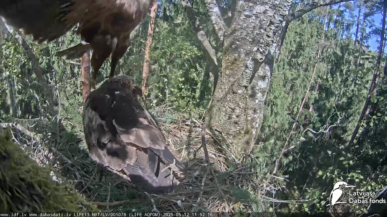 Mazais ērglis (Clanga pomarina), ligzda bērzā 11-38-11 screenshot