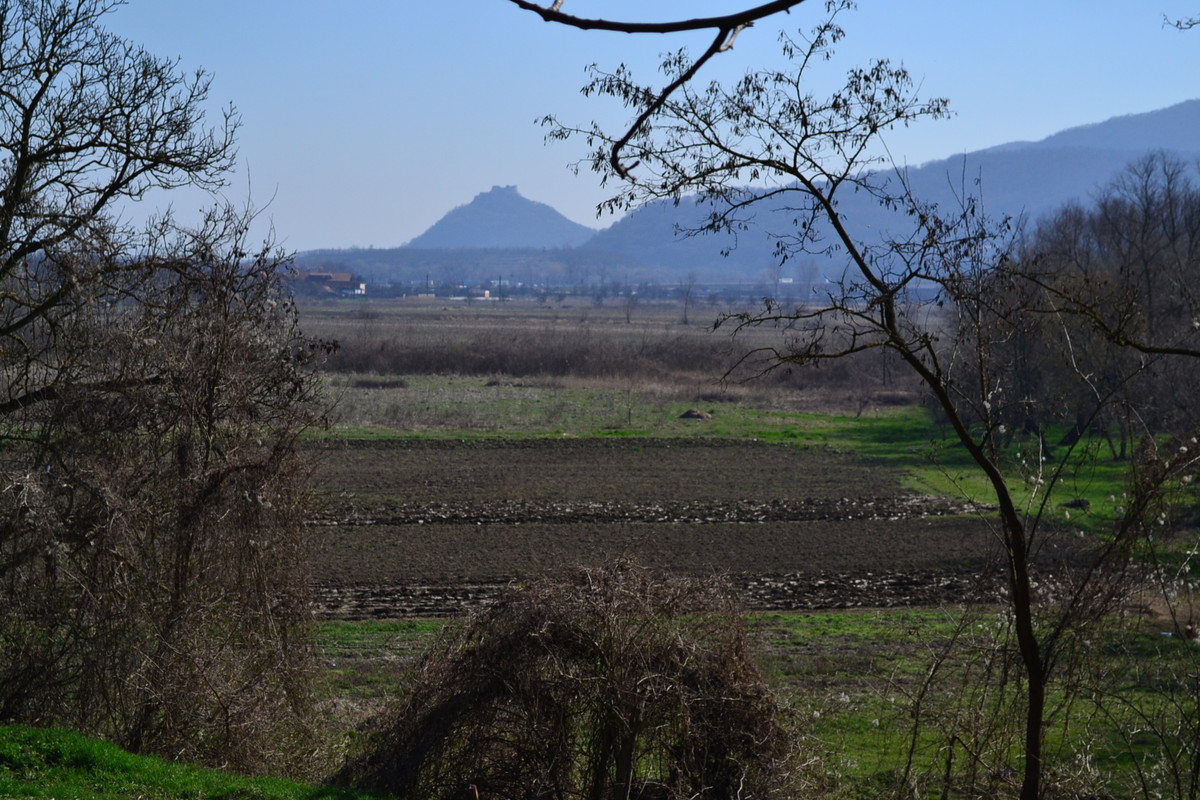 DSC_4203