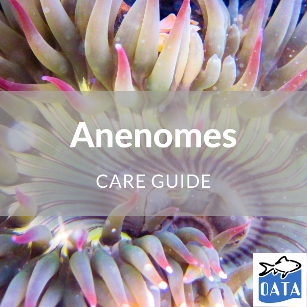 OATA Guide to Anenomes - Lincs Aquatics