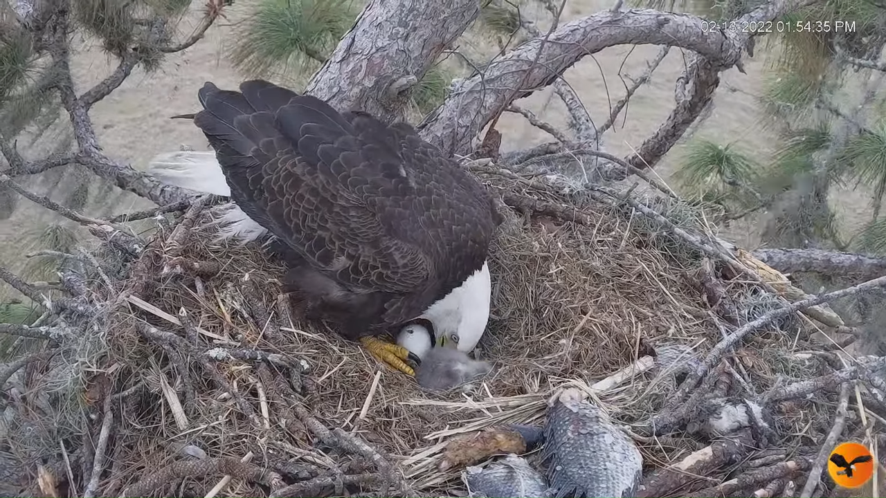 EC 4K Overhead Cam 9-43-31 screenshot