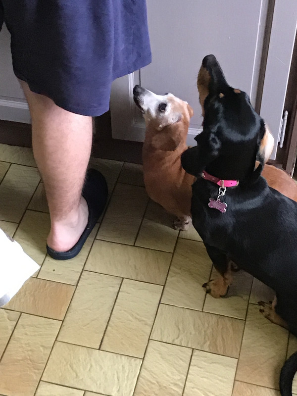 [Image: 3-D6-B4076-5-F05-4-E1-D-B266-D13-B2-FE6-B382.jpg]