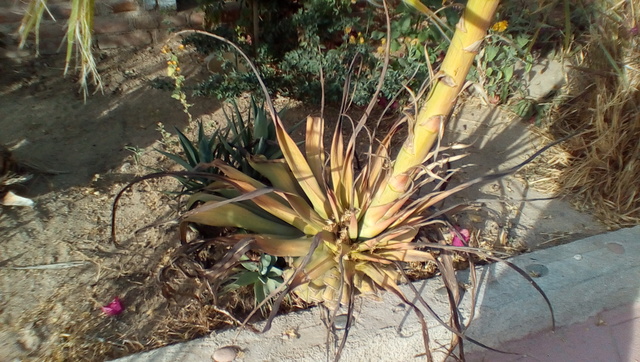 IMG_20170414_1804113_rewind