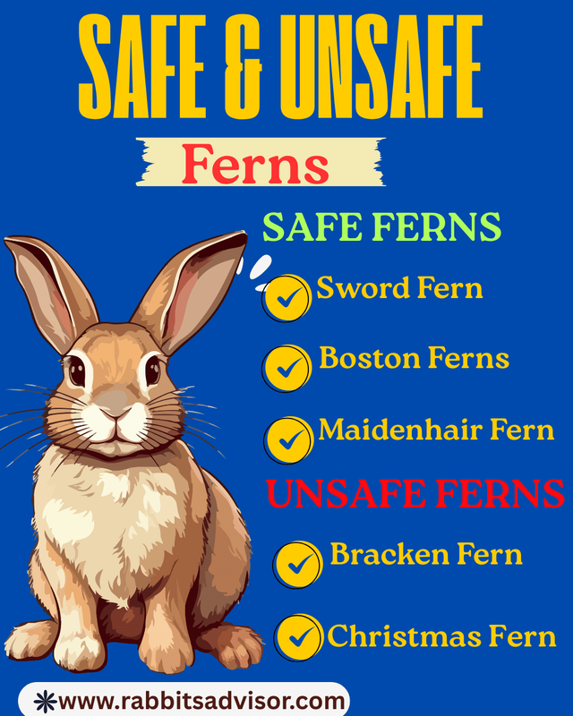 Safe or Unsafe Ferns for Rabbit
