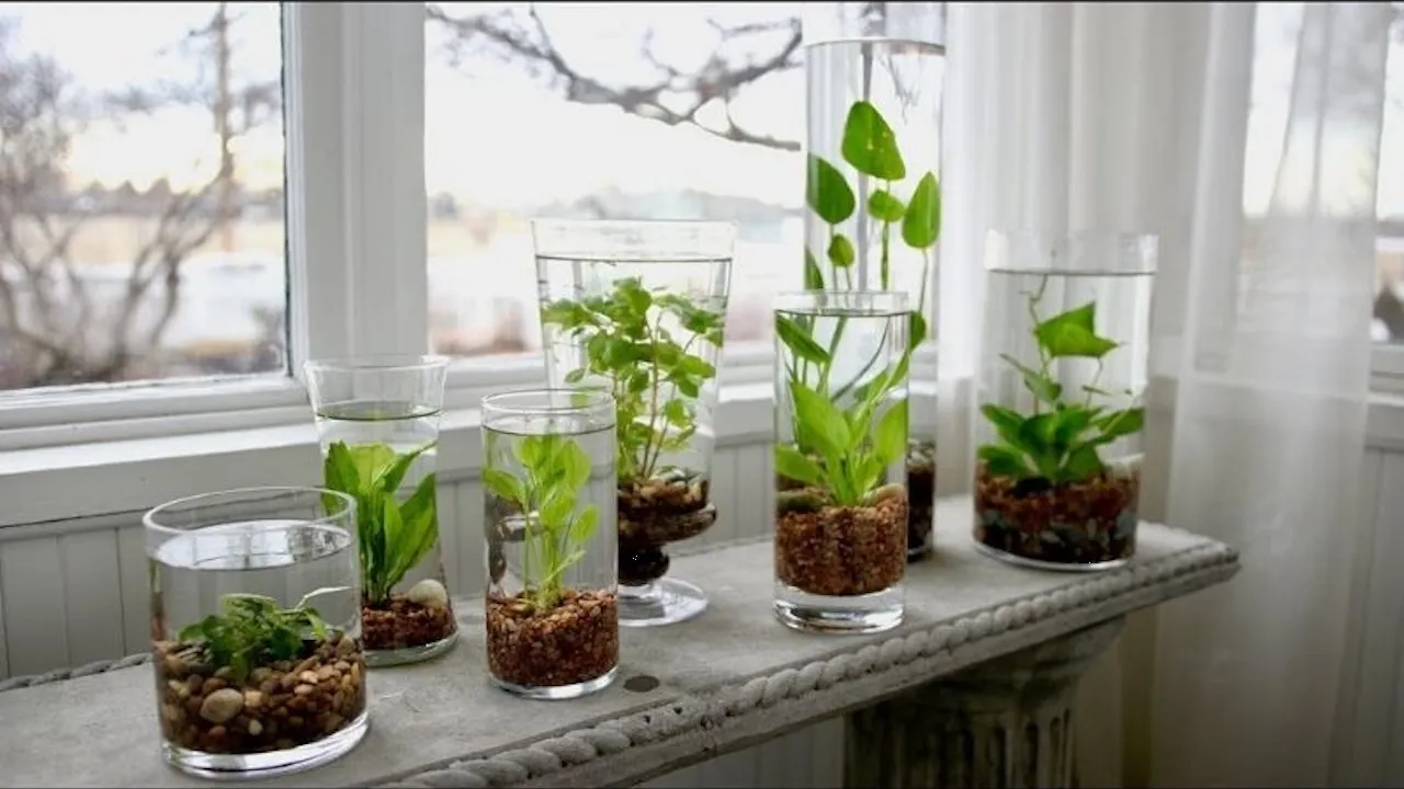 Plantas de interior que crecen en agua y de fácil mantenimiento