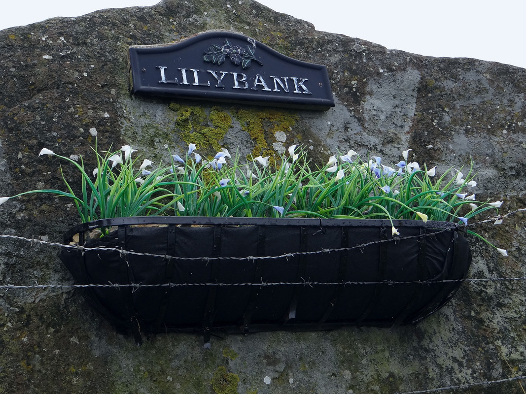 LILYBANK 3 100624
