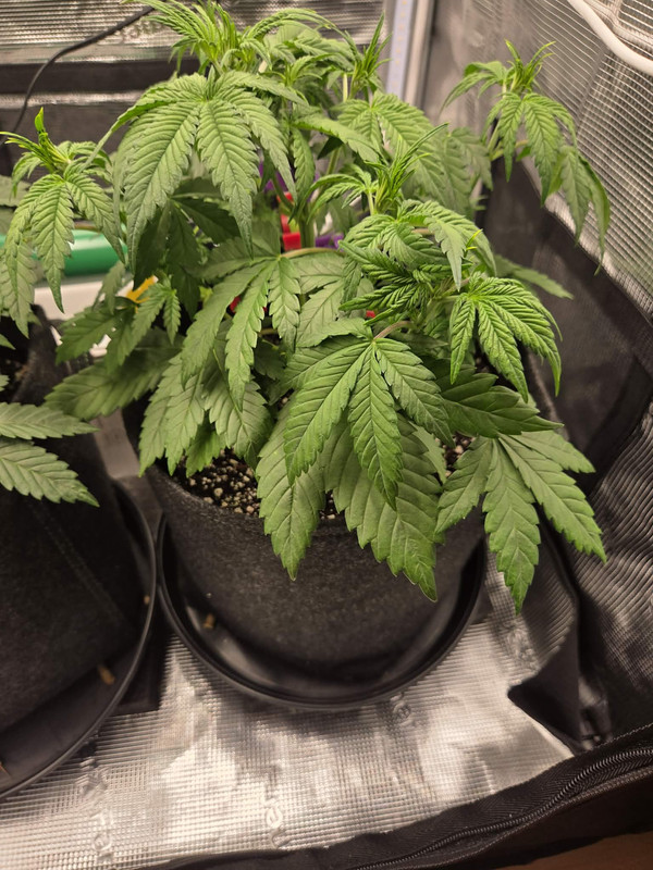 Messenger creation 1BBCB964 DAF0 4A78 9B8A CD29B2A8ACFD