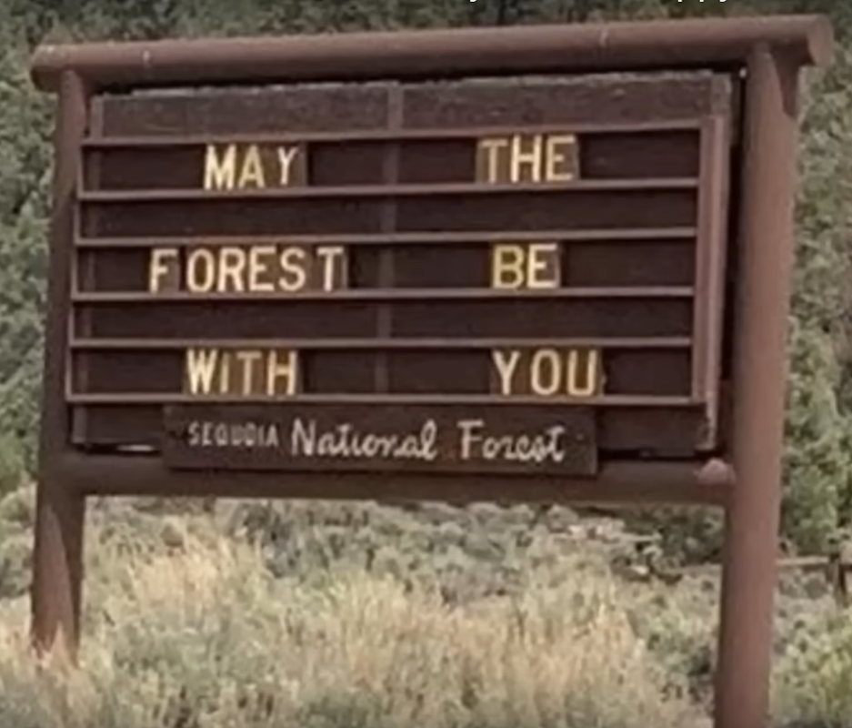 may-the-forest-be-with-you.png