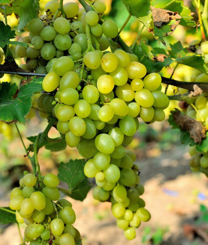 Какие сорта винограда самые популярные для выращивания в России
