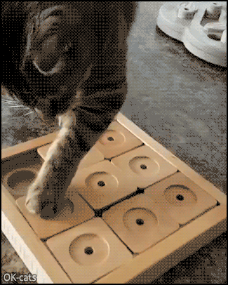 Amazing-Cat-GIF-Clevercat-keeps-her-mind-sharp-during-Quarantine-playing-Puzzle-game-for-treats.gif