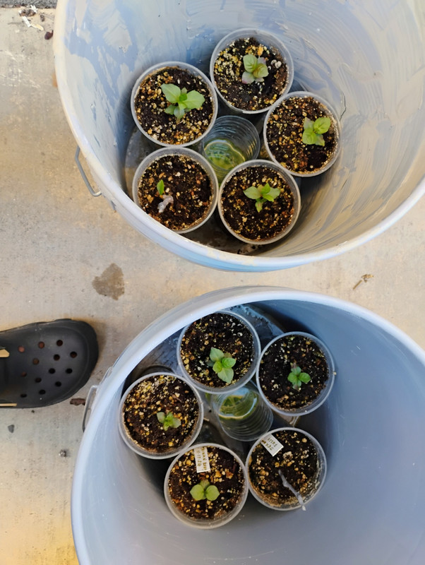 IMG_20250226_161703142_AE