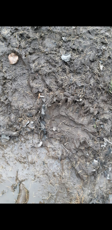 Screenshot_20221017-043023_WhatsApp