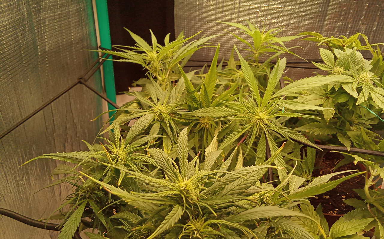 IMG_20210528_082215_562