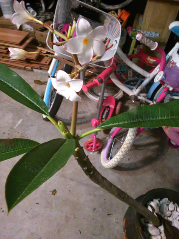 plumeria