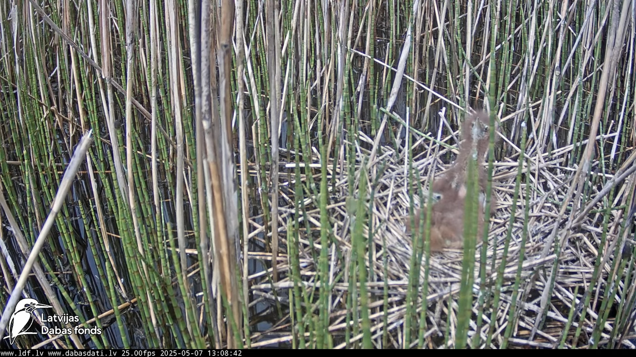 LDF Lielais dumpis (Botaurus stellaris) Zemītes pagastā 11-15-47 screenshot