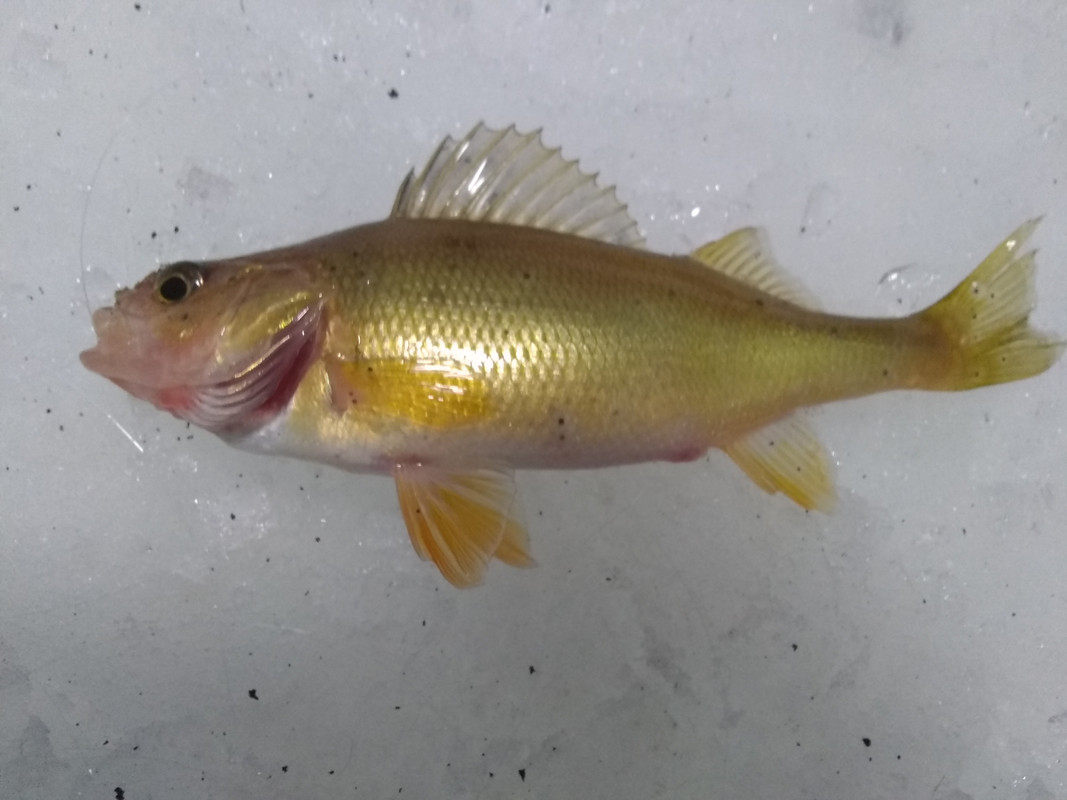 Perch no strips