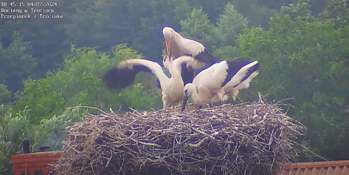 zjadzanierodzicawcalosci