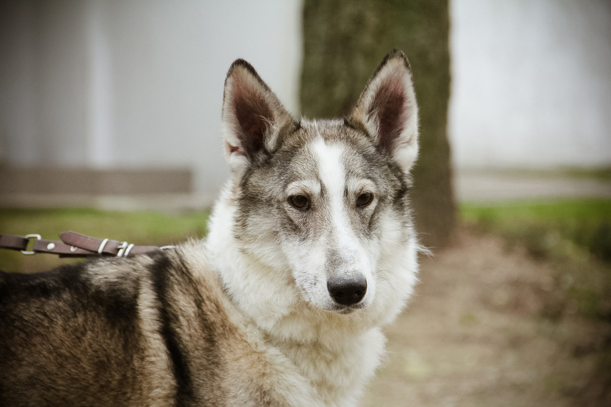 Белка Лимевы