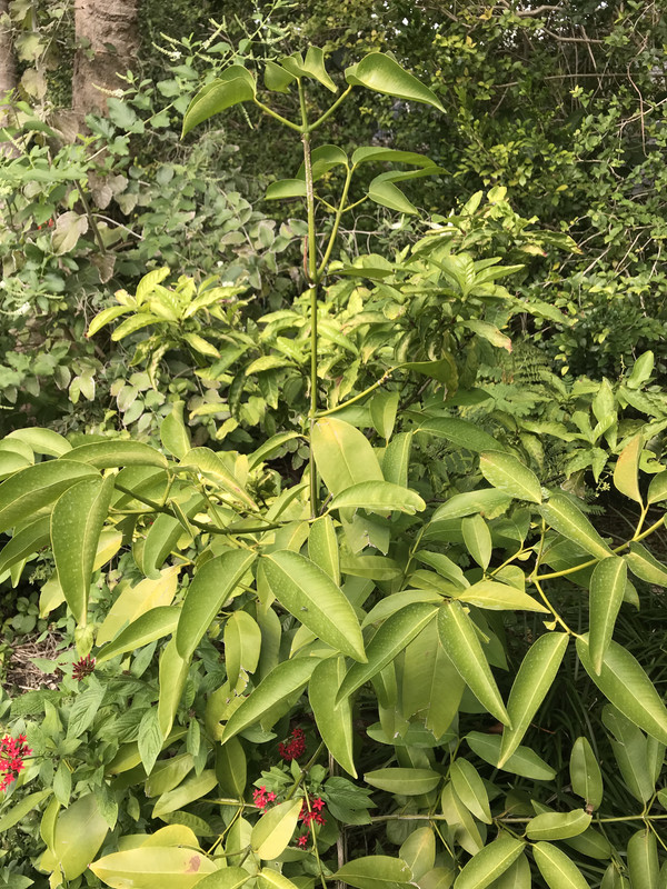 SeashoreMangosteen2018