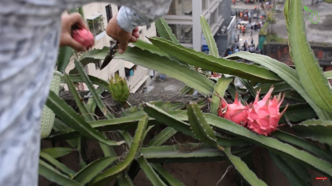 dragon-fruit-on-balcony.jpg