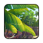 tropical-II1.png