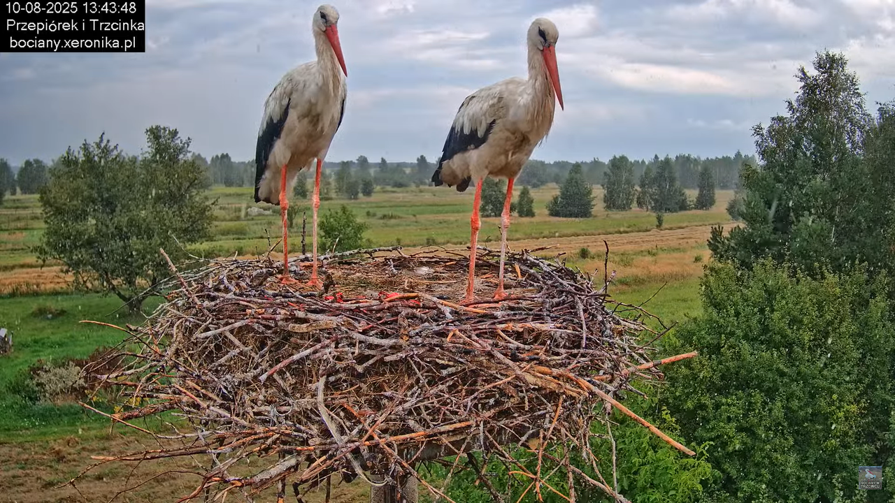 10082025bociany21