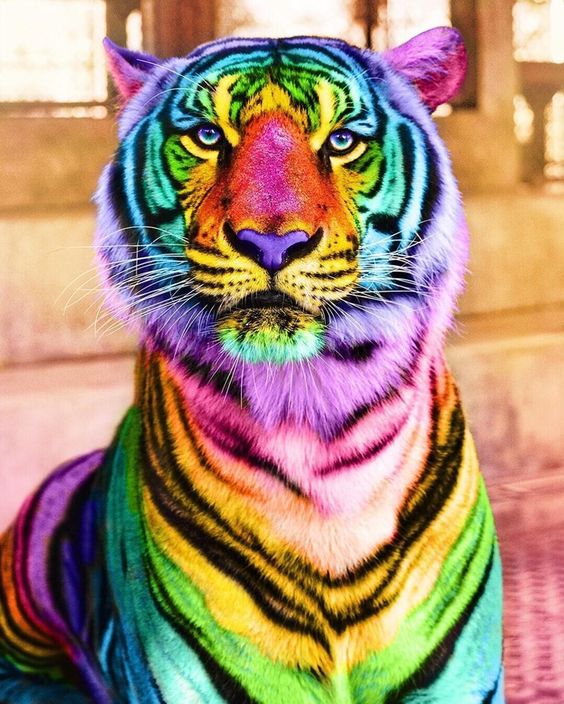 multi-tiger.jpg