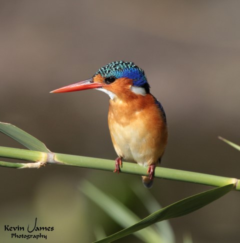 IMG_2642-Malachite Kingfisher (Small)