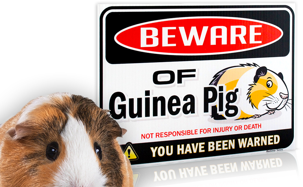 Guinea-Pig