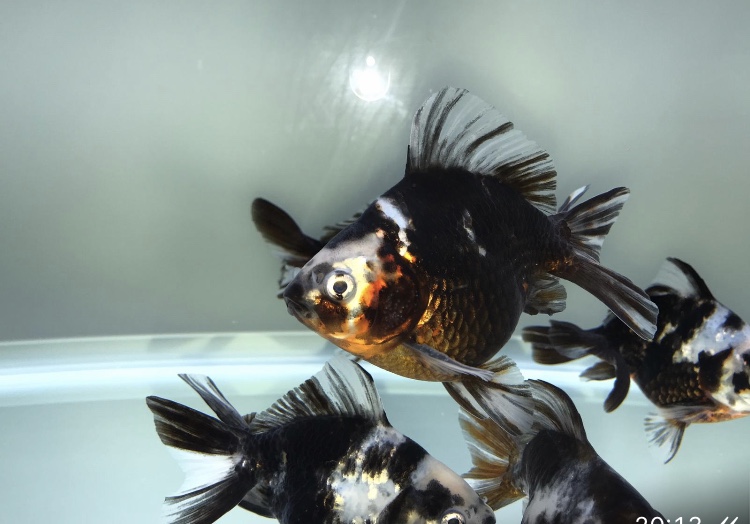 11281D52-43E6-4D42-B2DA-348ED8EE809A