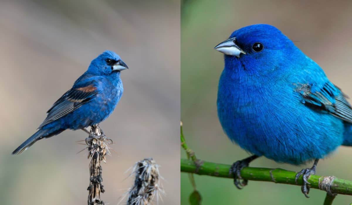 Blue Grosbeak And Indigo Bunting