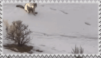 wolf
