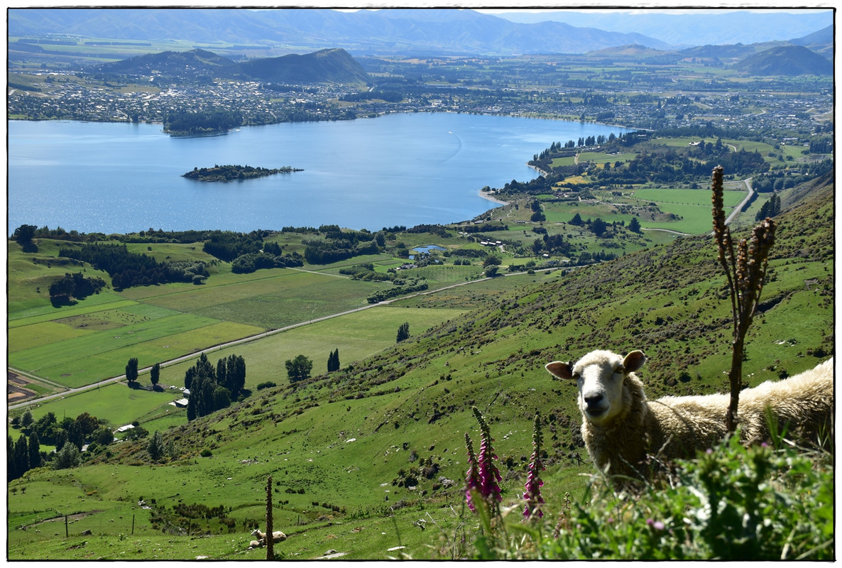 Escapadas y rutas por la Nueva Zelanda menos conocida - Blogs de Nueva Zelanda - Wanaka: Roy’s Peak (diciembre 2021) (1)