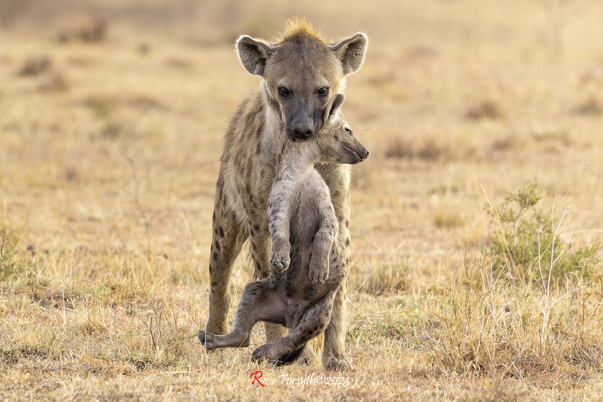 _5RF4414-CR3_DxO_DeepPRIME