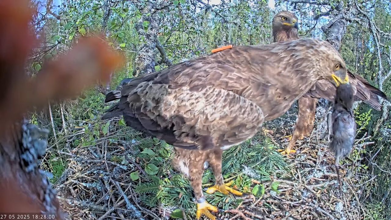 Väike-konnakotkas __ Clanga pomarina __ Lesser Spotted Eagle 14-1-15 screenshot